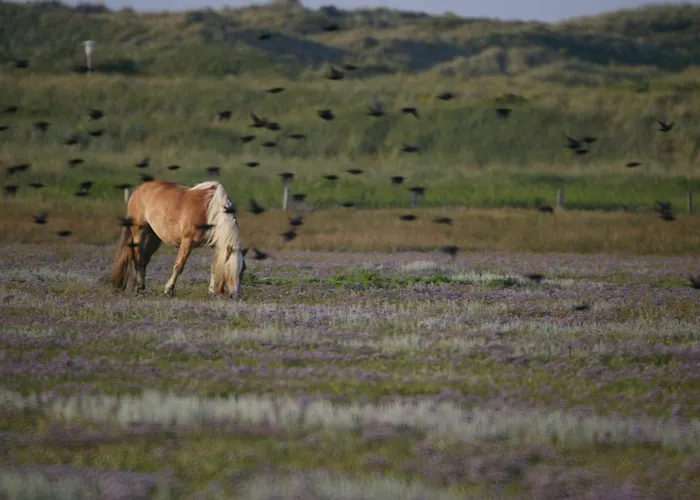 Strandhuus ユイスト